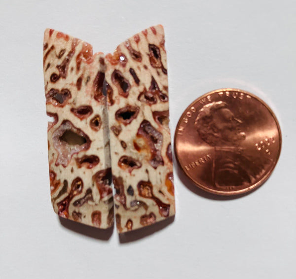 V 126 Fossil Palm / Drusy Pockets / Pair
