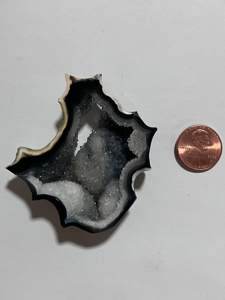X 135 Florida Agatized Coral