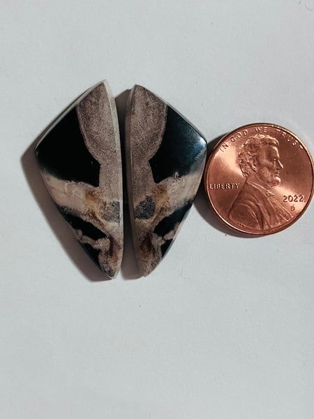 Spalted Petrified Wood Pair Y 278