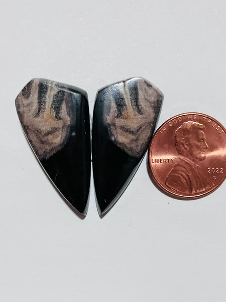 Spalted Petrified Wood Pair Y 281