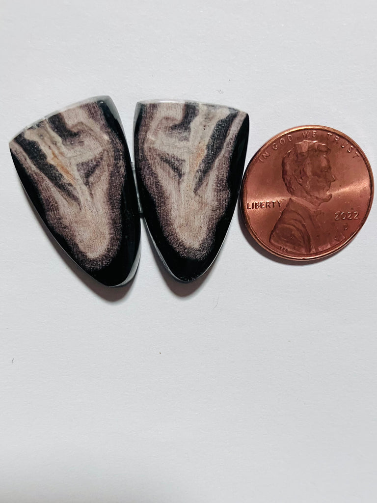 Spalted Petrified Wood Pair Y 288